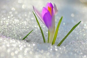 cute, flower, Krokus, March, snow, snowdrop, spring