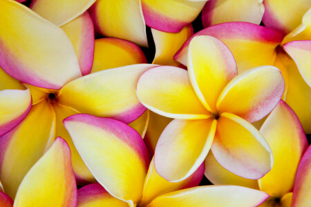 blommor, måla, kronblad, plumeria