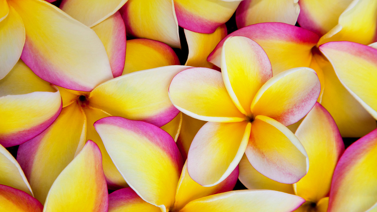 fleurs, peindre, pétales, plumeria