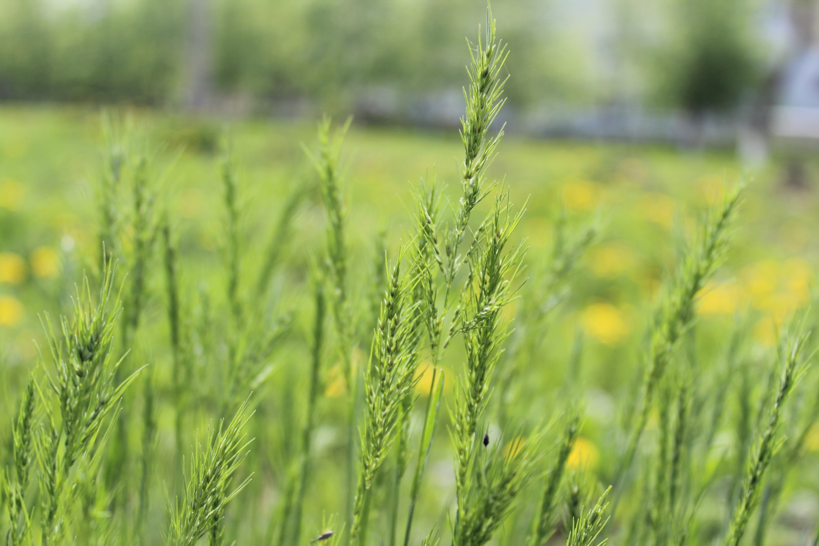 gress, natur, makro