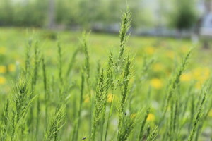 herbe, macro, la nature