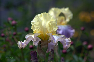 concentrer, iris, macro, la nature