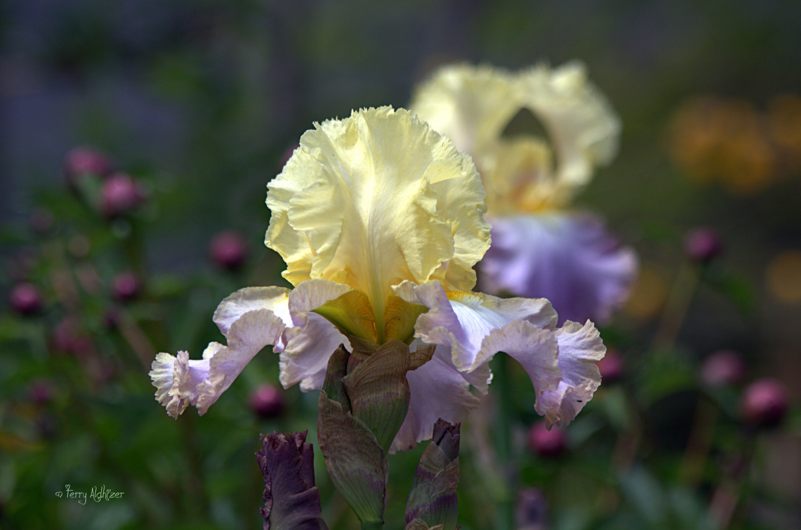 natura, macro, messa a fuoco, iris