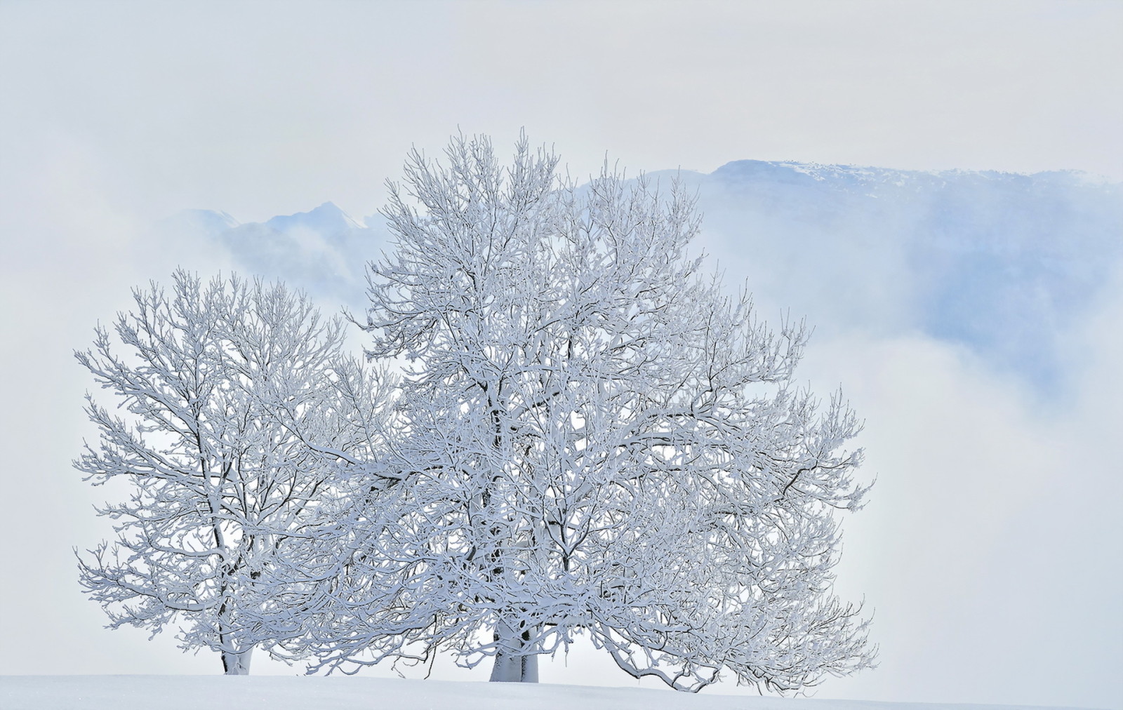 nieve, árbol, invierno