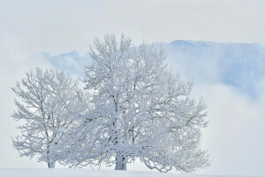 snø, tre, vinter