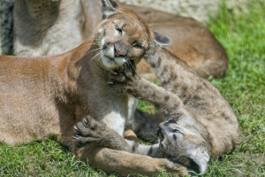 katt, Cougar, cub, gress, pus, Puma, spillet, © Tambako Jaguaren