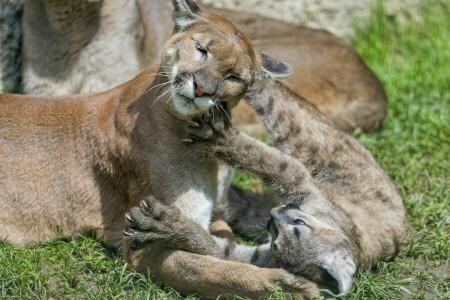 kedi, Puma, yavru, çimen, Yavru kedi, Puma, oyun, © Tambako Jaguar