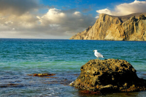 Crimée, rochers, mer, Mouette, rive, des pierres