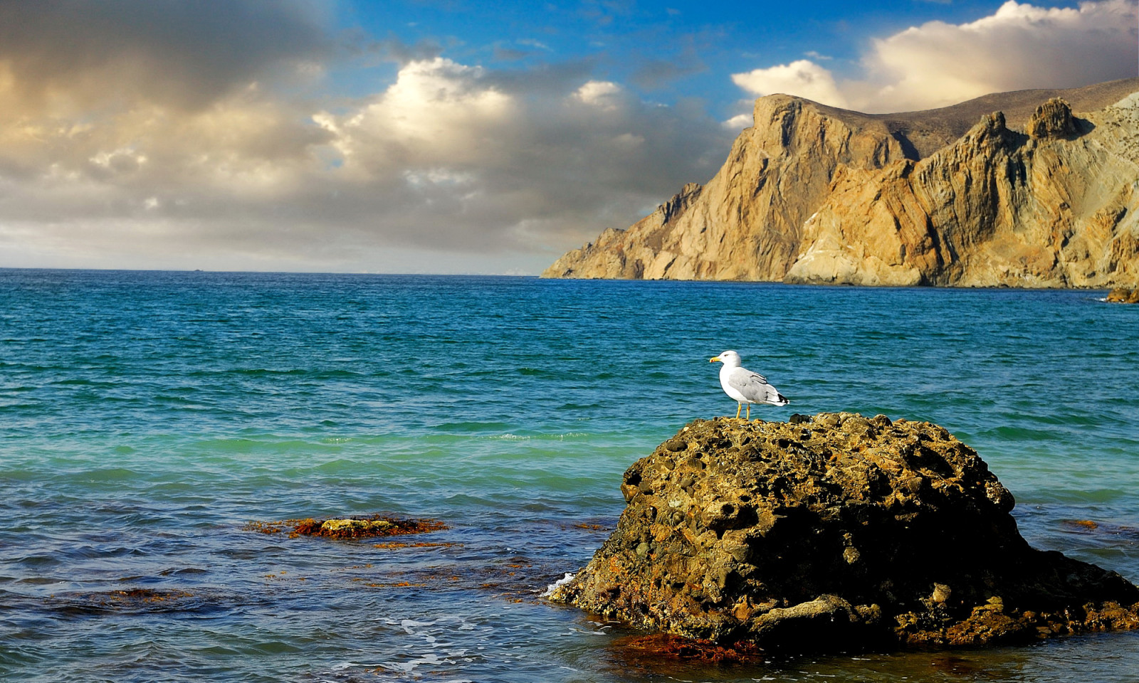 shore, stones, sea, rocks, Crimea, Seagull