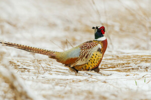 oiseau, neige, queue, hiver