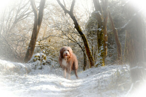 hund, Hver, se, snø, vinter