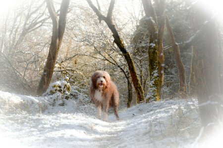 hond, elk, kijken, sneeuw, winter