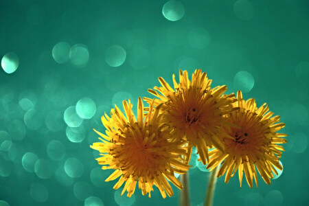 bltk, diente de león, ligero, macro, pétalos