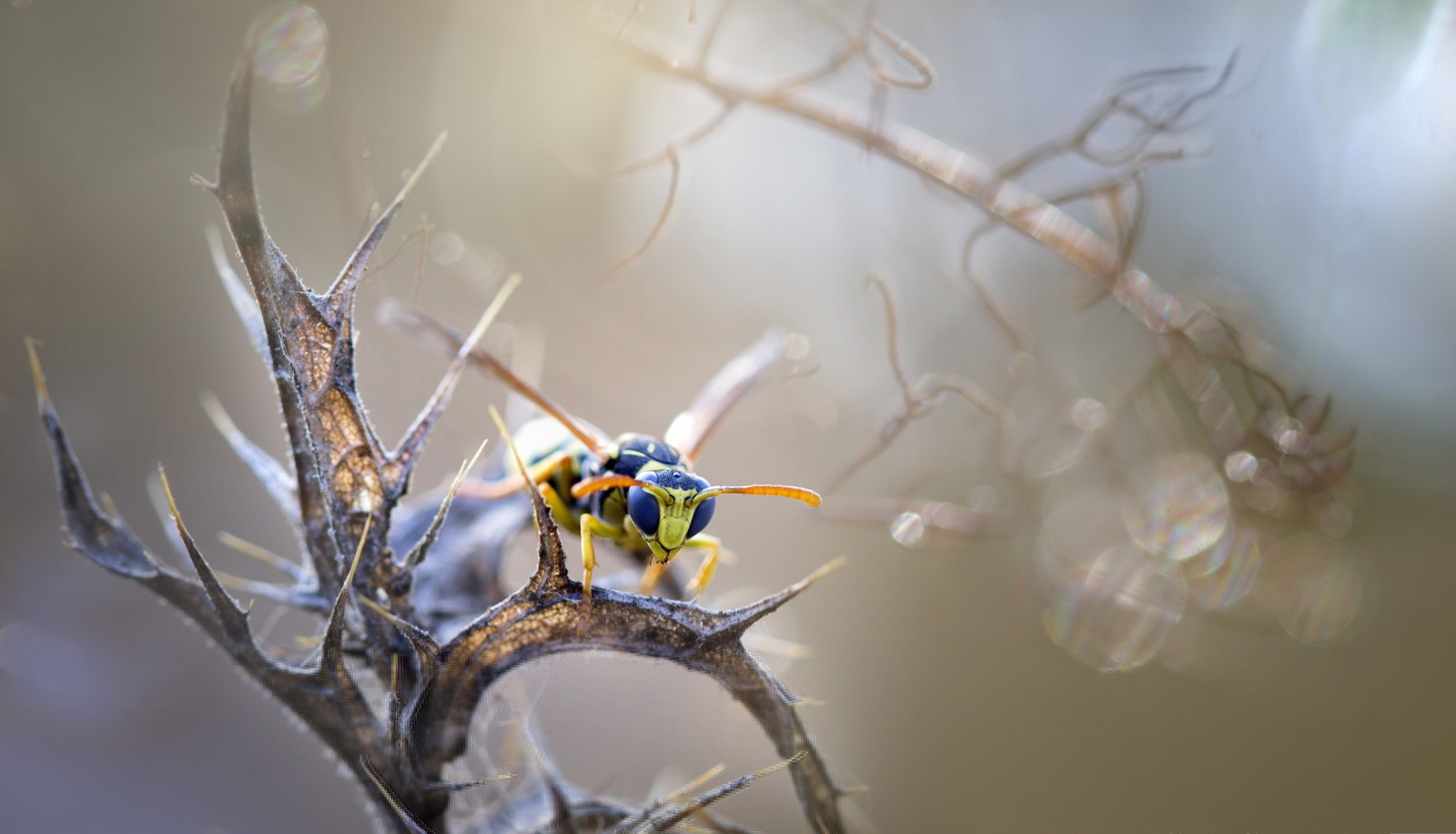 natur, bakgrunn, insekter