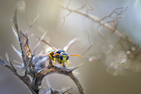 bakgrund, insekter, natur