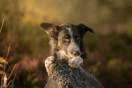 background, bokeh, dog, face, light, look, paws, portrait