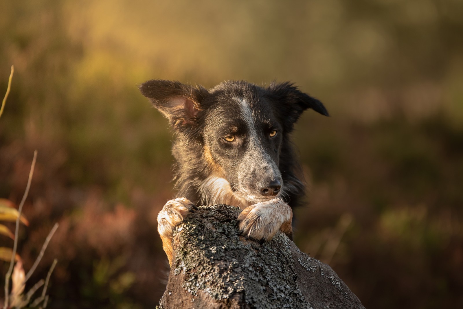 Regardez, lumière, Contexte, chien, visage, bokeh, le border collie, portrait