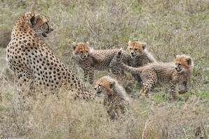 cheetahs, ungar, familj, kattungar, moderskap