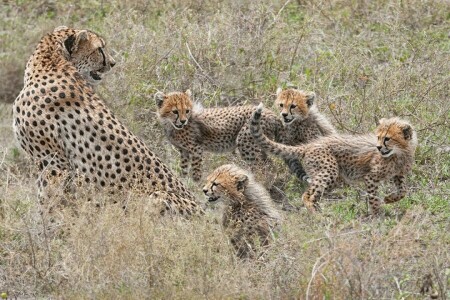 cheeta, welpen, familie, kittens, moederschap