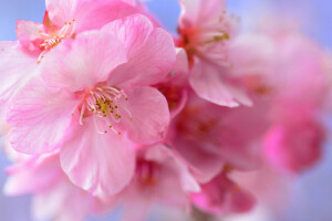 Blumen, Garten, Blütenblätter, Frühling