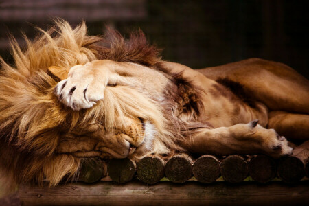 Leo, Lion, crinière, pattes, sommeil, zoo