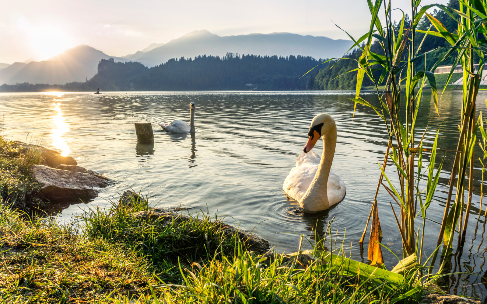 grass, lake, sunset, reed, mountains, pair, birds, swans