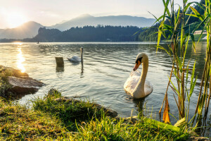 vogelstand, gras, meer, bergen, paar-, riet, zonsondergang, zwanen