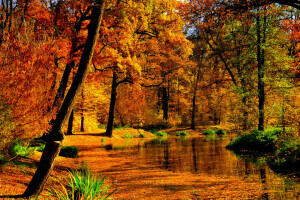 autumn, leaves, Park, pond, the sun, trees, water, yellow