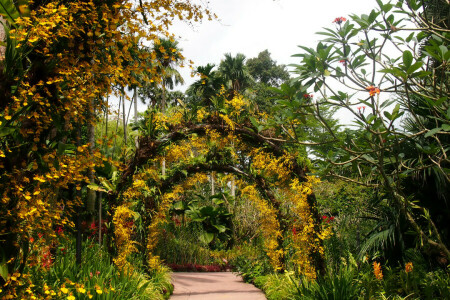 ruelle, branches, fleurs, Jardin, feuilles, Singapour, les buissons, Piste