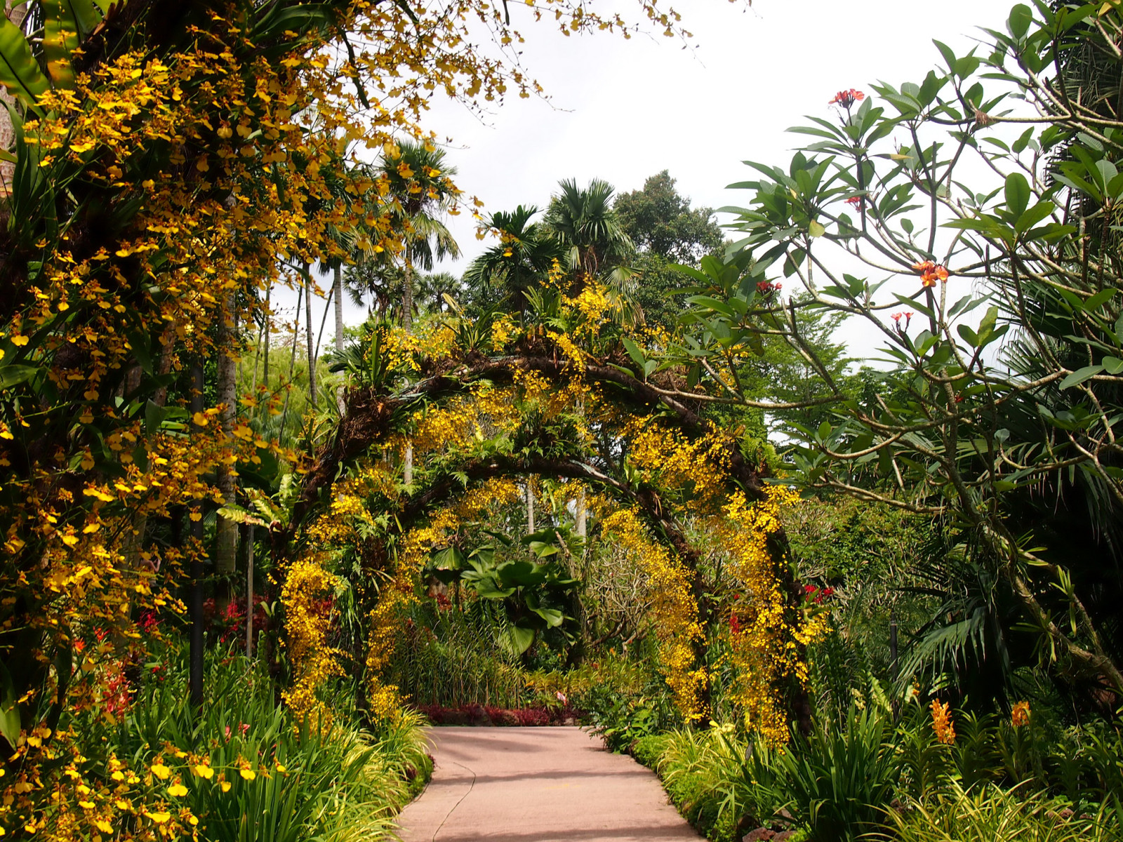 rami, alberi, fiori, le foglie, traccia, Giardino, i cespugli, vicolo