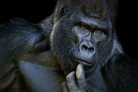 Brooding, gorilla, portrait