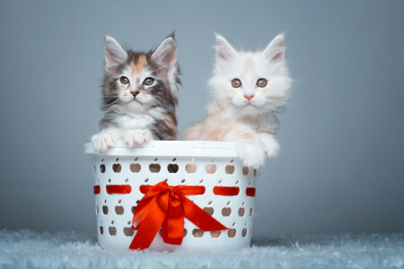 um casal, cesta, gatinhos, Maine Coon