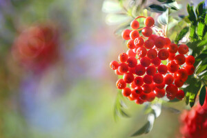 autumn, berries, nature