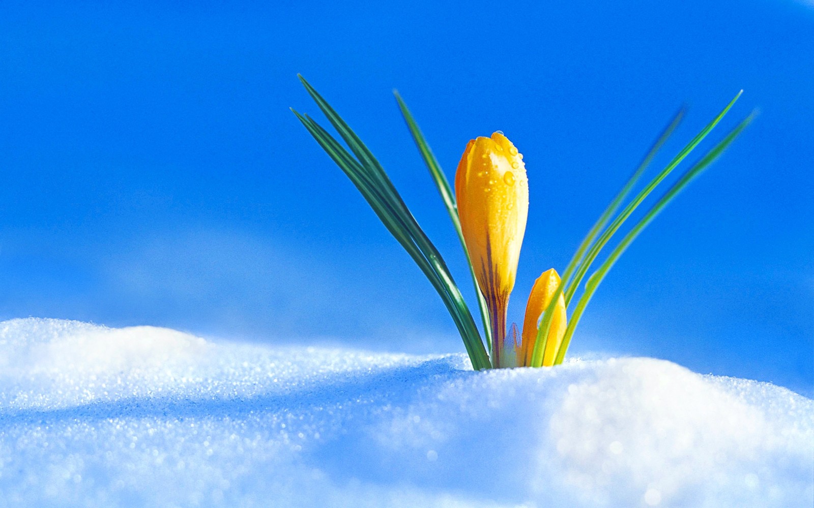 Schnee, Frühling, Knospe, Krokus