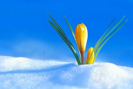 Bud, Krokus, snow, spring