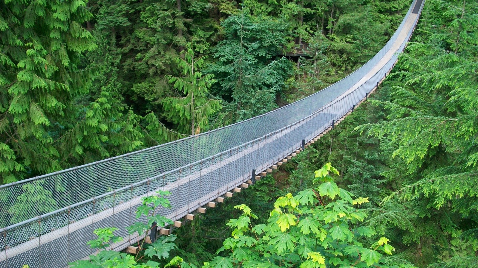 un appareil dentaire, maille métallique, vert jungle