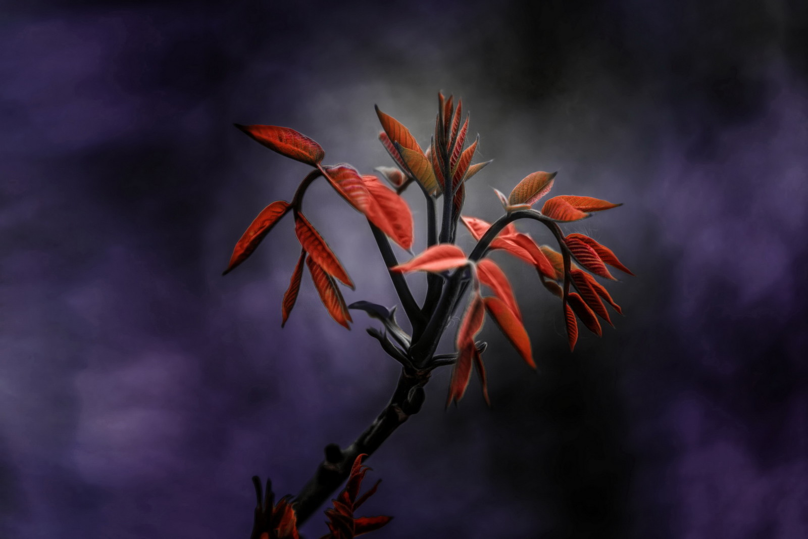 background, plant, leaves, branch