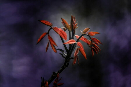 background, branch, leaves, plant