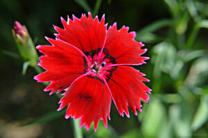 flower, nature, petals, plant, Turkish carnation