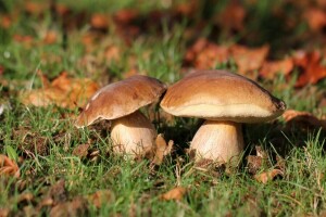 otoño, bosque, césped, hongos, naturaleza, seta blanca