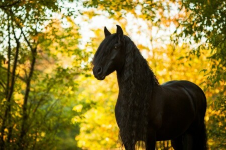 outono, cavalo, juba, garanhão