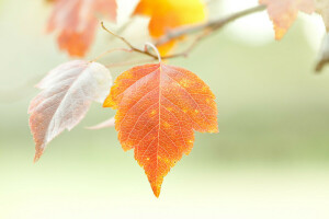 l'automne, branche, la nature, feuille