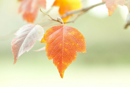 autunno, ramo, natura, foglio