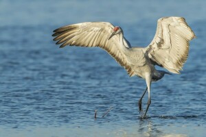 bird, water, wings