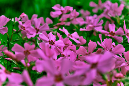 bright, field, flowers, nature, pink, snogo