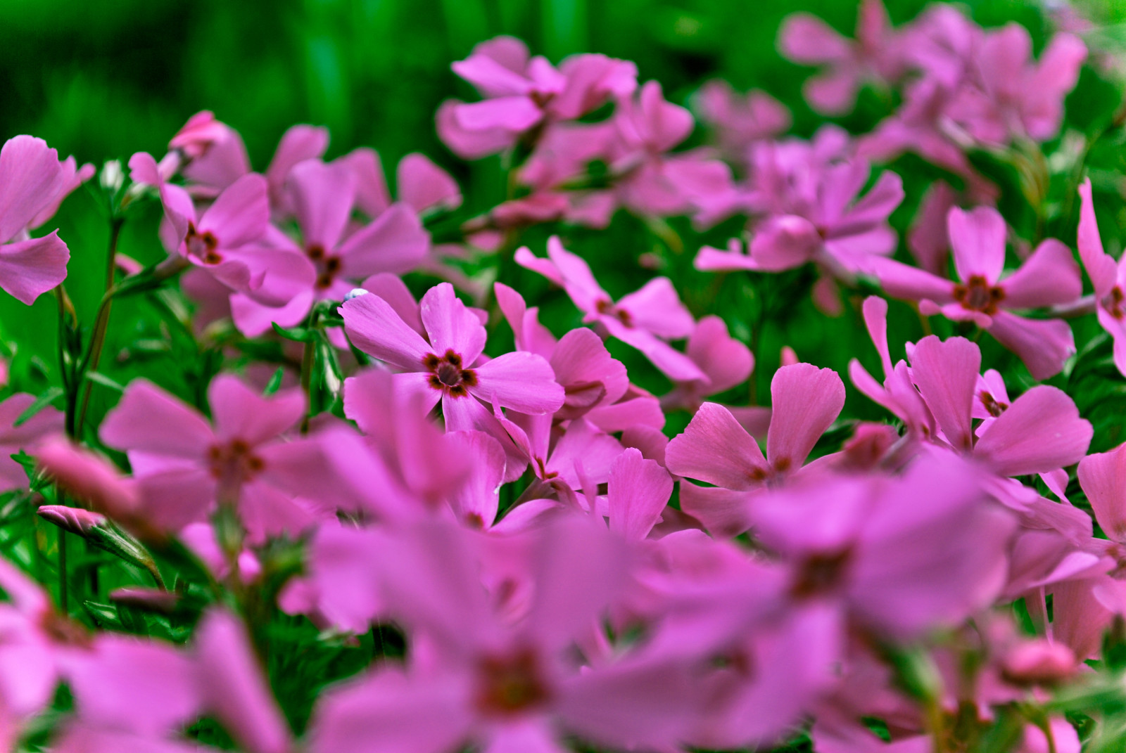 natur, rosa, felt, blomster, lys, snogo