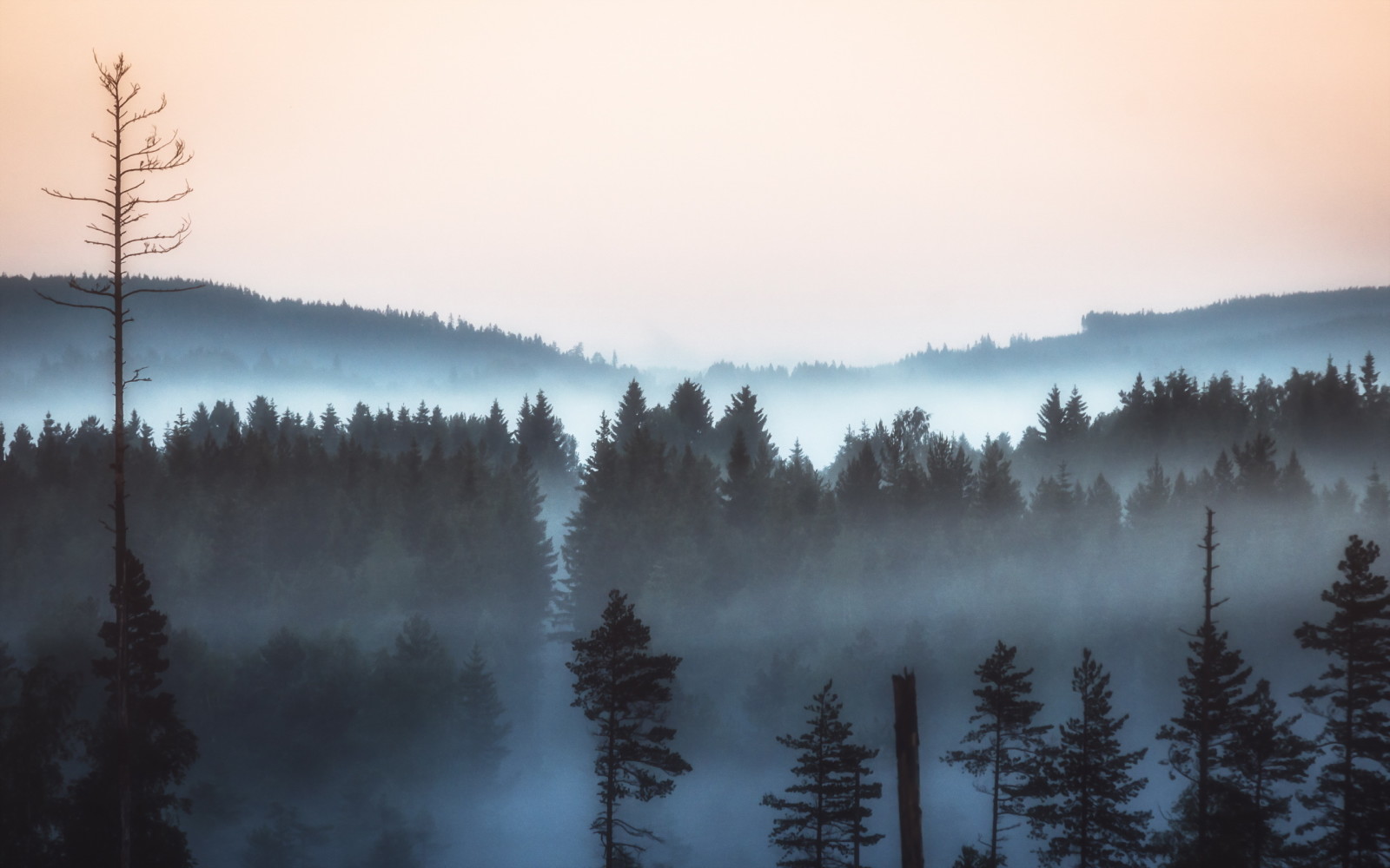 Skov, landskab, morgen, tåge