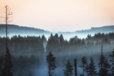 brouillard, forêt, paysage, Matin