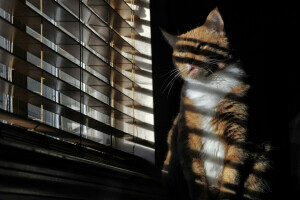 cat, sitting, window