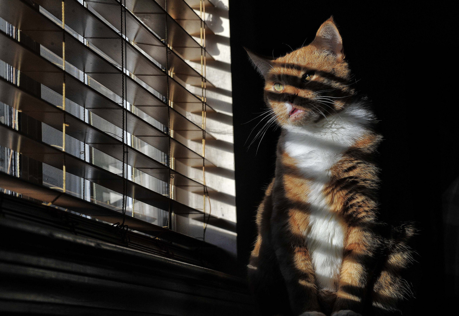 chat, séance, fenêtre